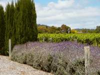 Magill Vineyard