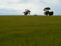 Spring at Freeling