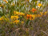 Wildflowers