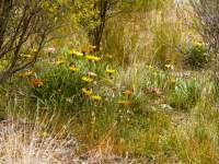 Wildflowers 2
