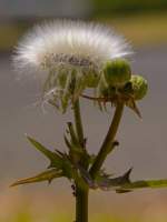 Gone to seed