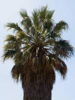 Palm Tree