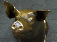 Brass Pig