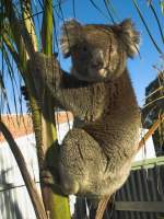 Koala II