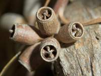 Gumnuts Macro