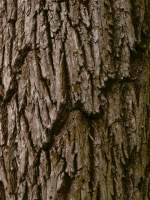 Texture