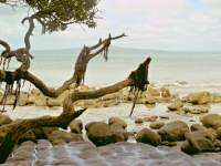 Mangrove and Rocks