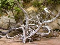 Bleached Driftwood