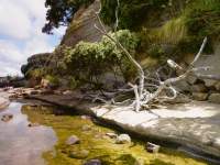 Tidal Pool