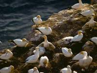 Gannet Colony