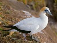 Gannet
