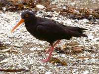 Oystercatcher