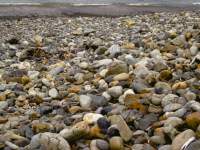 Pebble Beach