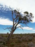Lone Tree among Saltbush