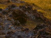 Rocks and Dry Grass