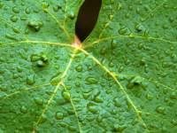 Grape Leaf Macro