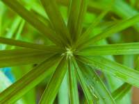 Fern Leaf Macro