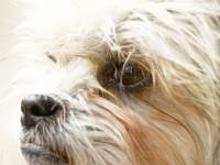 High-Key Puppy portrait