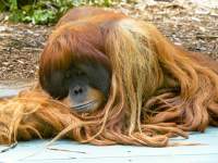 Orangutan