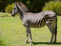 Racing Stripes
