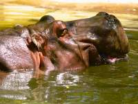 Hippo