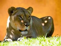 Lioness