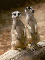 Meerkats