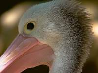 Pelican Portrait