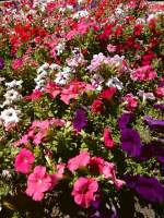 Flower Bed