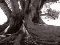 Tree Roots