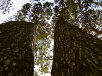 Pine Tree