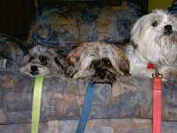 Waiting for a walk