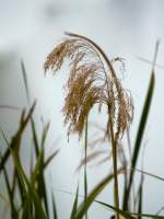 Reeds
