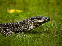 Goanna