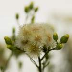 Weed Seeds