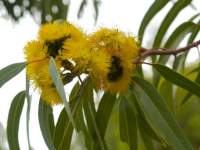 Flowering Gum
