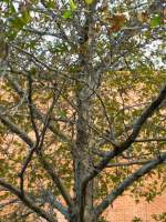 Winter Tree