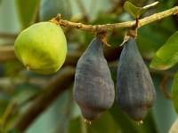 Ripe
