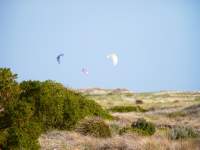 Dune Plants