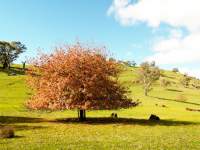 Winter Tree