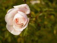 A Rose by any other name is still a Rose