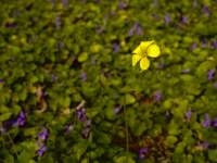 Alone amongst the Purple