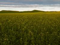 Flowering Canola