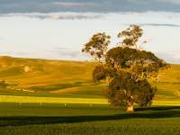 Pasture, Canola, Rolling Hills