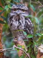 Tawny Frogmouth