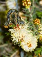Inchworm