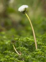 Gone to Seed