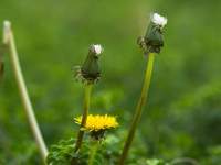 Flower and Seeds