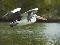 Fly By
