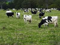 Dairy Cows